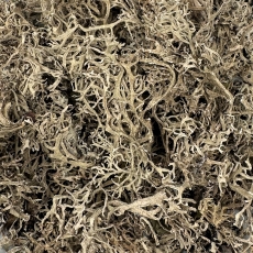 Eichenmoos (Evernia prunastri)