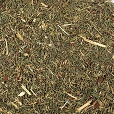 Zypresse (Cypressus sempervirens)