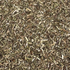 Eisenkraut (Verbena officinalis)