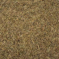 Fichtennadeln (Picea abies)