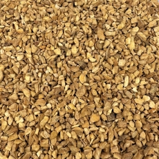 Ingwerwurzel (Zingiber officinale)