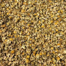 Kamillenbl�ten (Matricaria chamomilla)