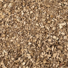 Kalmuswurzel (Acorus calamus)