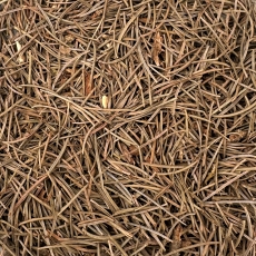 Piniennadeln (Pinus edulis)