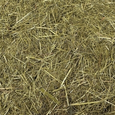 S��gras / Mariengras (Hierochloe odorata)