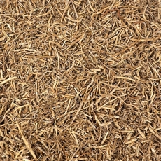 Vetiver (Vetiveria zizanioides)