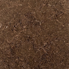 Narde Indien (Nardostachys jatamansi)