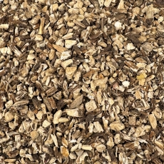 Angelikawurzel (Angelica archangelica) - Echte Engelwurz