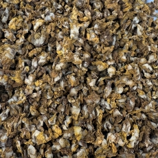 K�nigskerzenbl�ten (Verbascum densiflorum)