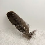 Feder zum F�cheln (Wild Turkey)