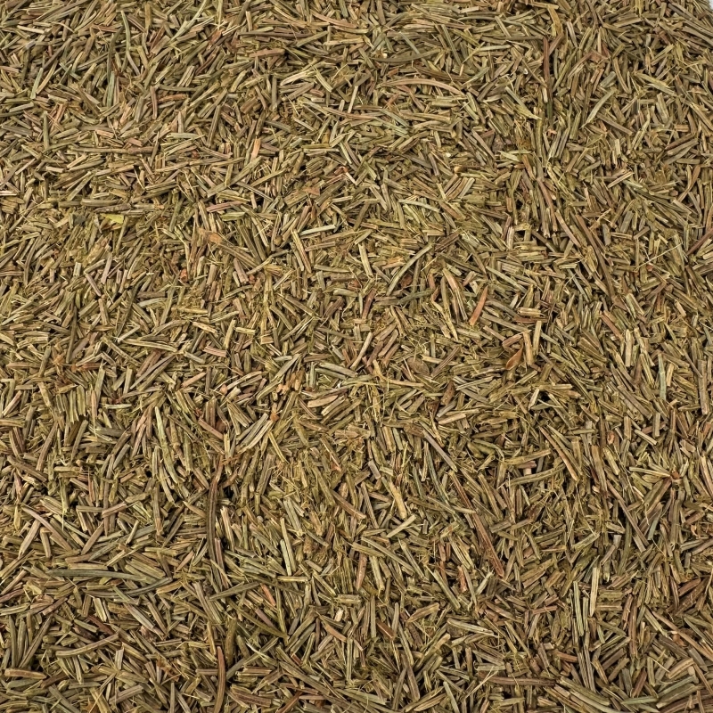 Fichtennadeln (Picea abies)