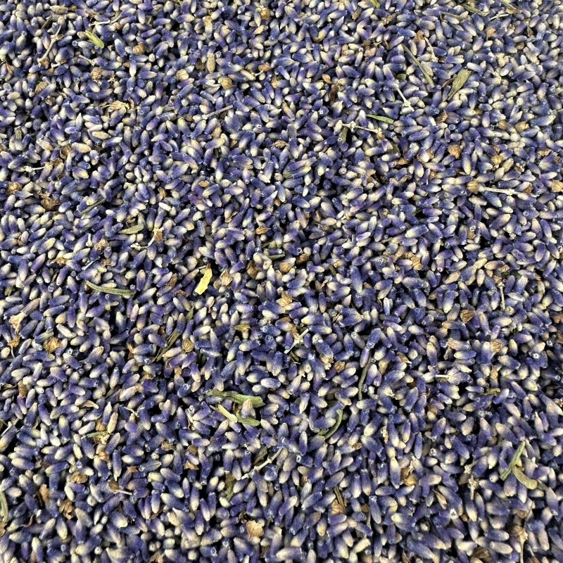 Lavendel (Lavandula augustifolia)