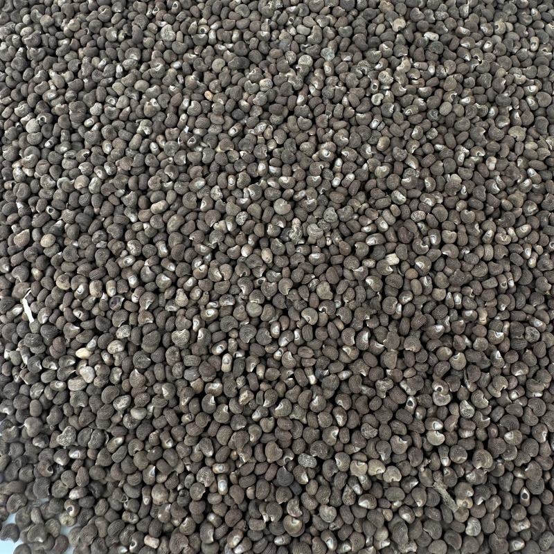 Moschusk�rner (Hibiscus abelmoschus)