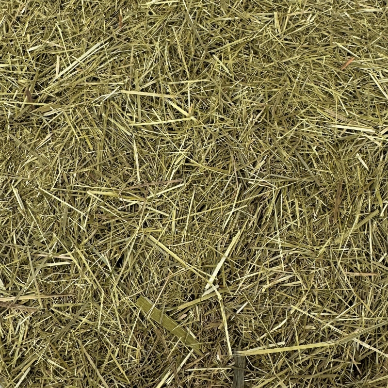 S��gras / Mariengras (Hierochloe odorata)