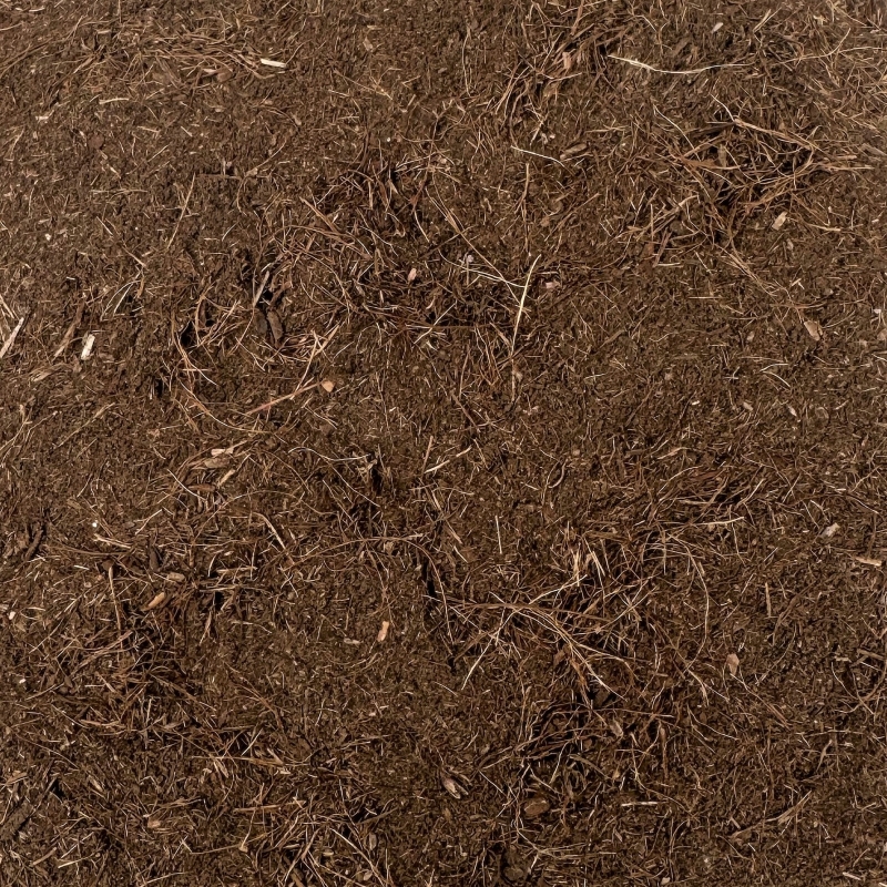 Narde Indien (Nardostachys jatamansi)